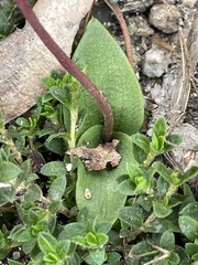 Chiloglottis reflexa