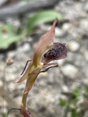 Chiloglottis reflexa