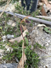 Chiloglottis reflexa