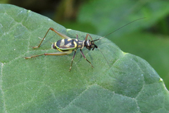 Phylloscyrtus amoenus