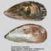 Aulacomya - Photo (c) WoRMS for SMEBD, algunos derechos reservados (CC BY-NC-SA)