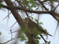 Phylloscopus collybita collybita