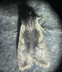 Lithophane hemina
