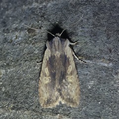 Lithophane hemina