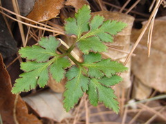 Sceptridium ternatum