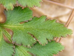 Sceptridium ternatum