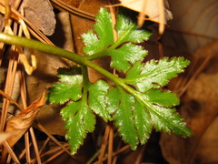 Sceptridium ternatum