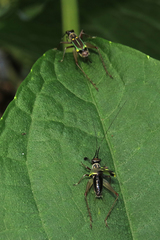 Phylloscyrtus amoenus