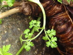 Osmorhiza aristata