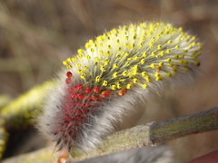 Salix gracilistyla