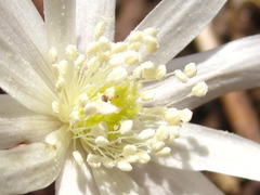 Anemonoides raddeana