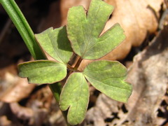 Anemonoides raddeana