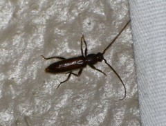 Geropa concolor
