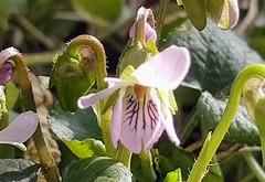 Viola hondoensis
