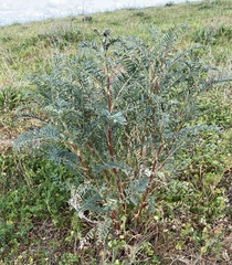 Astragalus asymmetricus