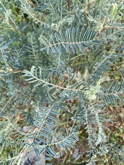 Astragalus asymmetricus