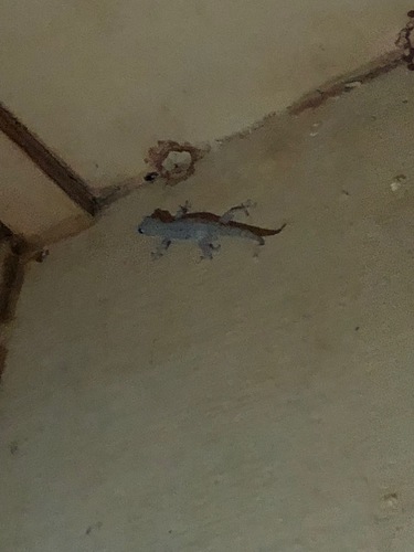 Hemidactylus frenatus observed 2022-03-12
