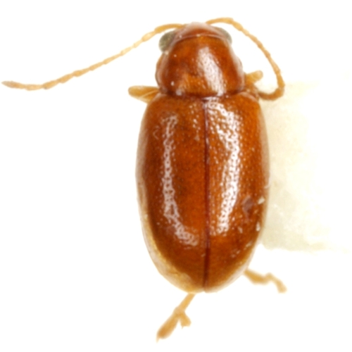 Suspect Flea Beetle