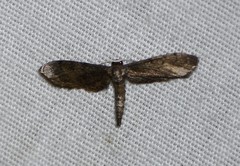 Protoproutia laredoata