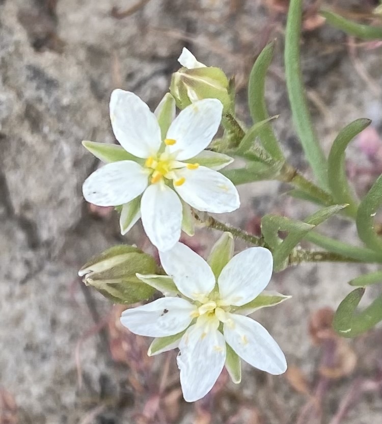Spergularia macrotheca var. longistyla
