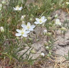 Spergularia macrotheca longistyla