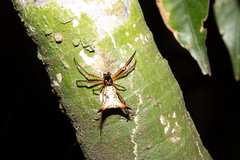 Micrathena sanctispiritus