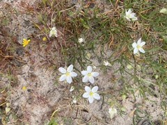 Spergularia macrotheca longistyla