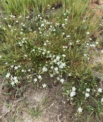 Spergularia macrotheca longistyla