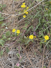 Senecio californicus