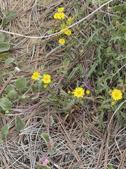 Senecio californicus