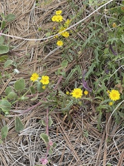 Senecio californicus