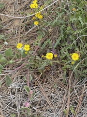 Senecio californicus