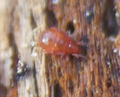 Hypochthonius