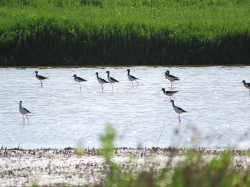 Himantopus mexicanus observed 2022-03-13