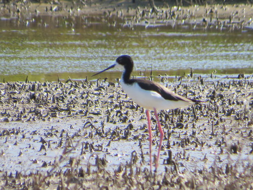 Himantopus mexicanus observed 2022-03-13