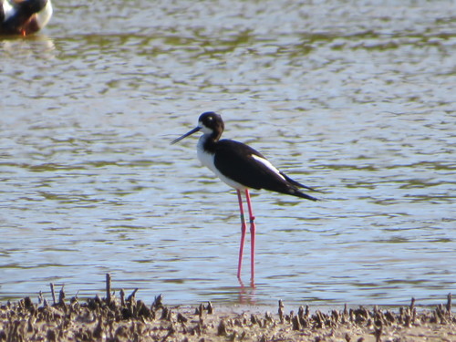 Himantopus mexicanus observed 2022-03-13