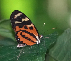 Mechanitis polymnia veritabilis