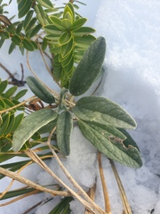 Brachyglottis revoluta