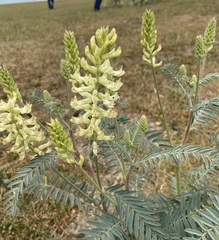 Astragalus asymmetricus