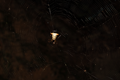 Micrathena sanctispiritus