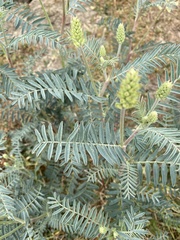 Astragalus asymmetricus