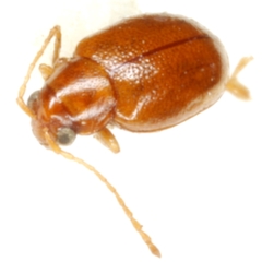 Longitarsus suspectus
