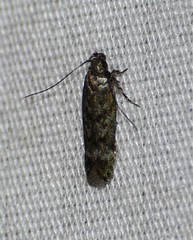 Filatima