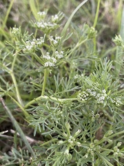 Ammoselinum