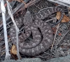 Bothrops pictus