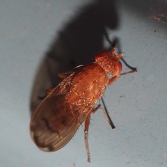 Suillia quinquepunctata