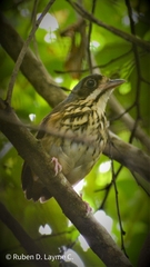 Hylopezus auricularis