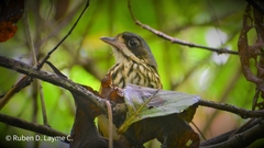 Hylopezus auricularis