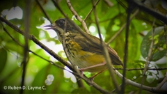 Hylopezus auricularis