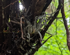 Exobasidium parvifolii